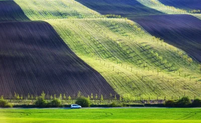 Campos de cultivo en franjas verdes y moradas con un coche azul en la carretera del fondo